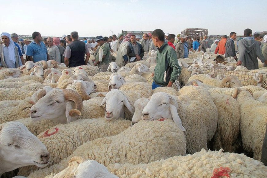 Marchés à bestiaux : Ça réouvre à Tébessa