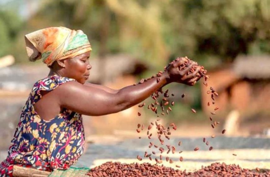 Production de cacao : Le ratio stocks/broyages a atteint en juillet son plus bas niveau depuis 50 ans