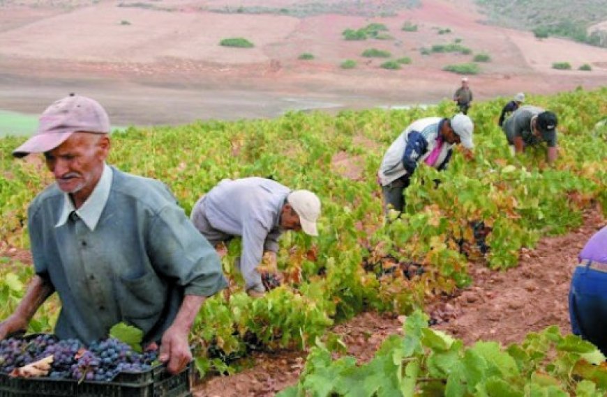 Accompagnement des viticulteurs à Oran : L'Ecole au champ réalise des résultats encourageants