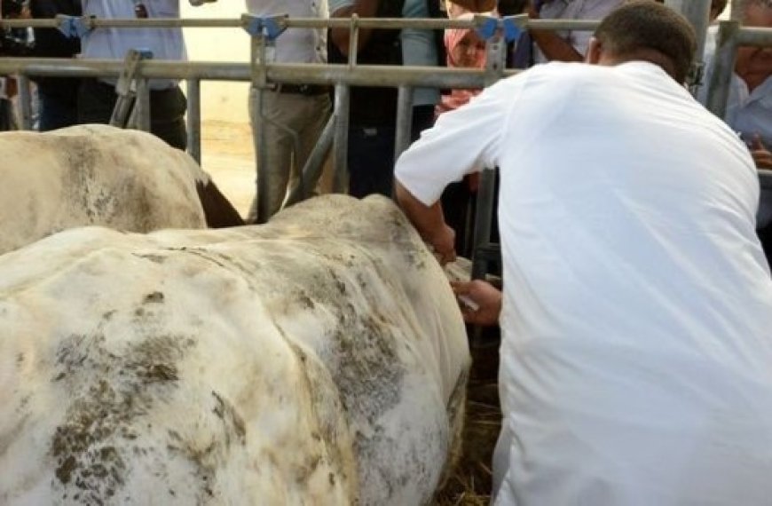 Plus de 27 000 têtes bovines vaccinées contre la fièvre aphteuse à Tiaret