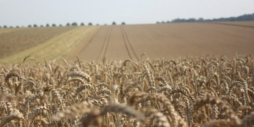 1,6 million d’hectares consacré pour la culture du blé dur : L’autosuffisance en ligne de mire