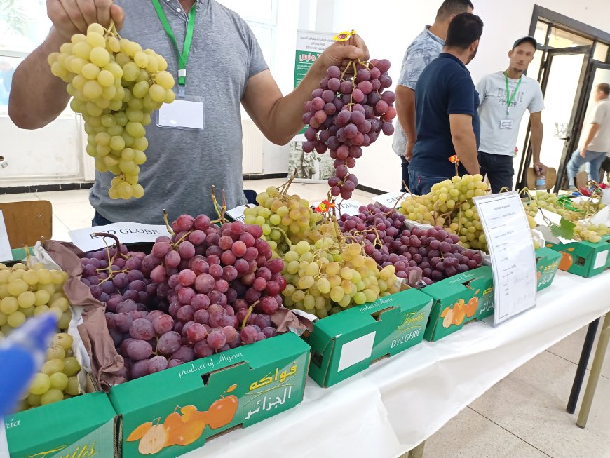 Exportation de raisin de table : Les viticulteurs affichent leurs ambitions