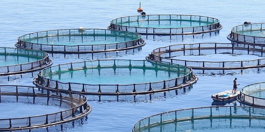 Formation professionnelle : L’aquaculture fait son entrée à Skikda