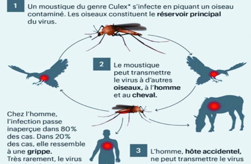 Virus du Nil occidental à Annaba : Le wali engage une offensive massive