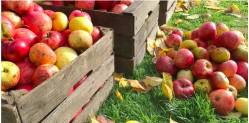 Culture des pommes à Batna : Production en hausse et forte demande