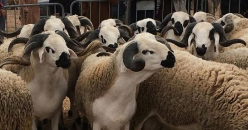 Déplacement des éleveurs de moutons vers la Saoura à la recherche de pâturages : la polémique  