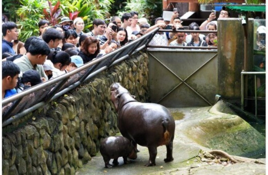 Thaïlande : Un bébé hippo pygmée devient une vache à lait pour un zoo