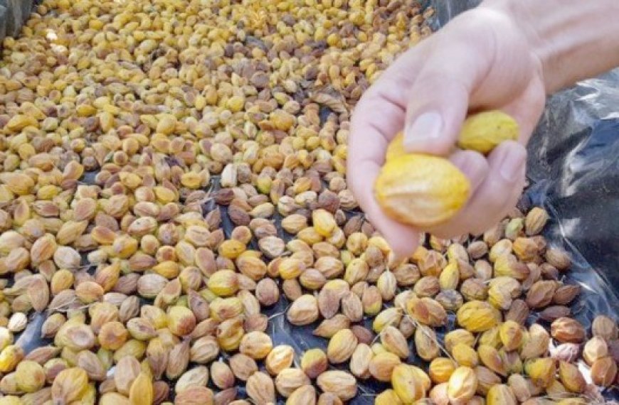 Mostaganem : Récolte de près de 1,5 quintal de graines d’arganier