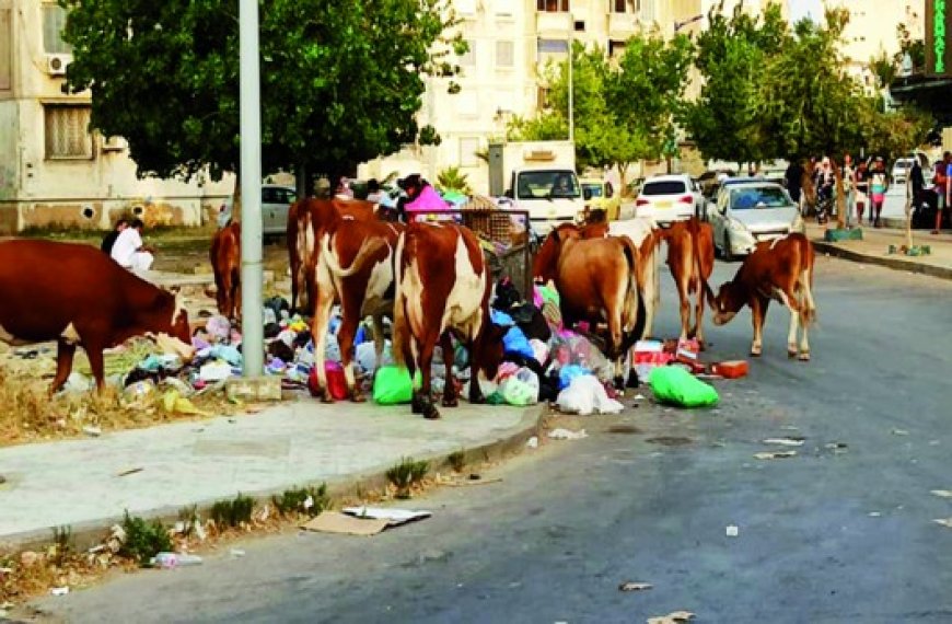 Les vaches envahissent les zones urbaines à Annaba : Le wali prend le taureau par les cornes