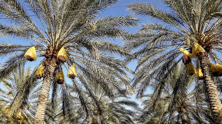 Journée nationale de la vulgarisation agricole : Biskra accueille mardi les festivités officielles