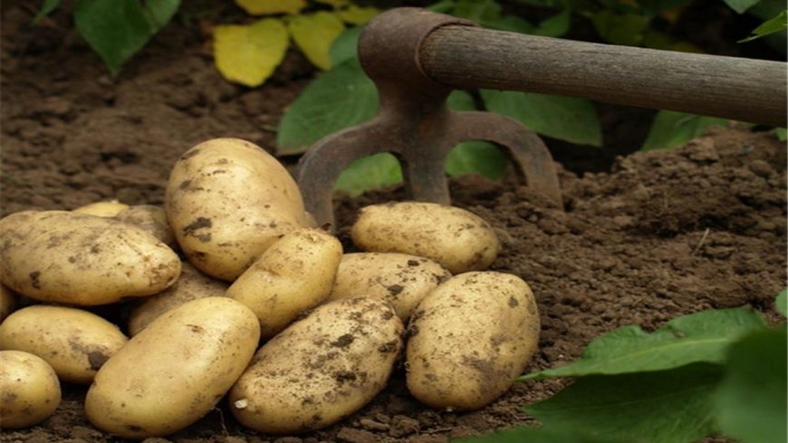 Agriculture saharienne: Plaidoyer pour un modèle durable