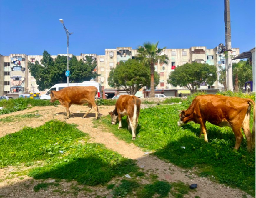 Risques sanitaires liés aux cheptels « errants » Le wali d’Annaba prend les menaces très au sérieux