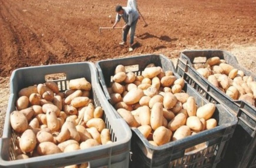 Culture de la pomme à El Oued : Plus de 2,5 millions de quitaux attendus